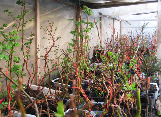 pre-bonsai production