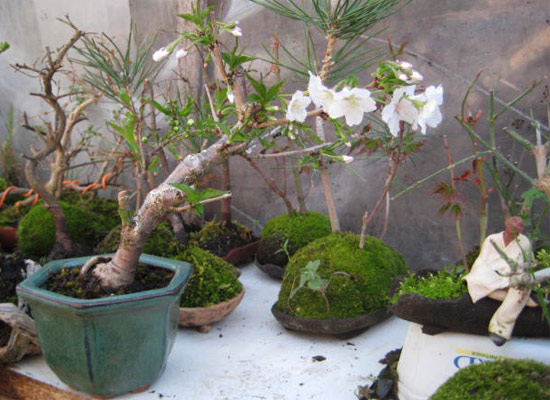pre bonsai production