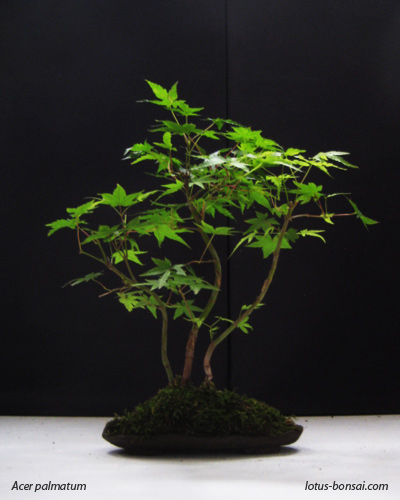 free download kokedama